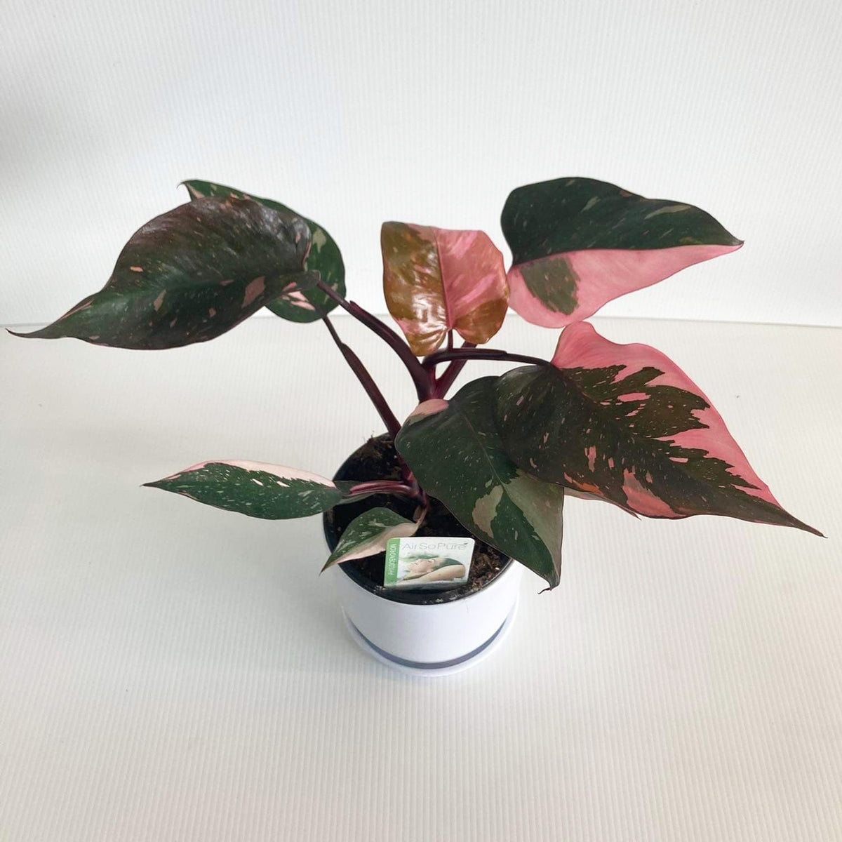 pink philodendron nz Philodendron Pink Princess 14CM