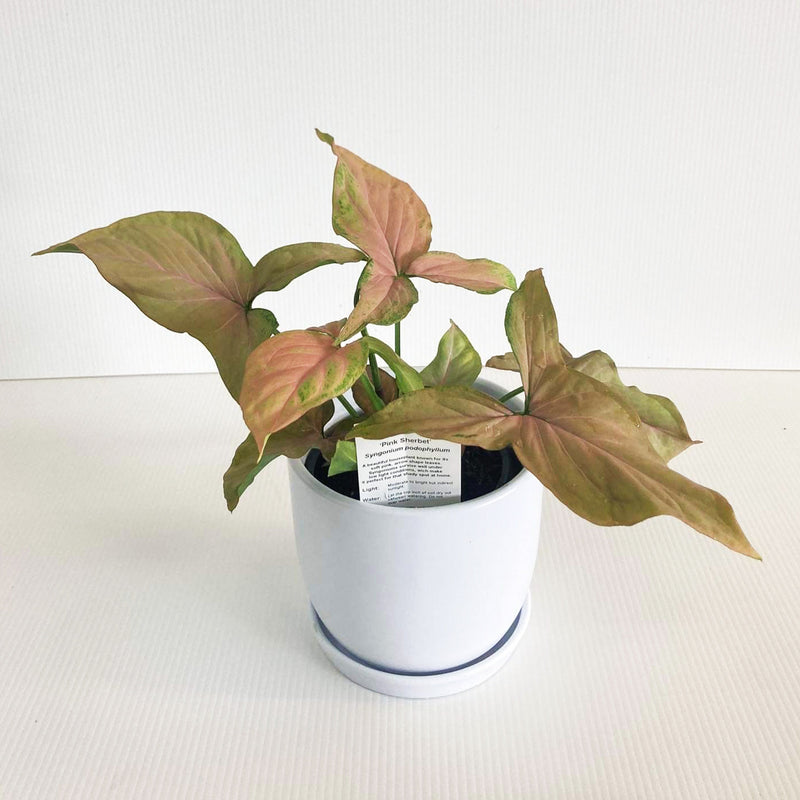 Syngonium Pink Sherbet 12CM