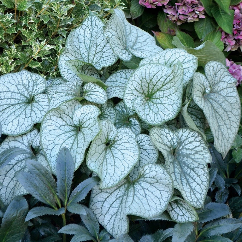 Brunnera Alexanders Great - 14CM