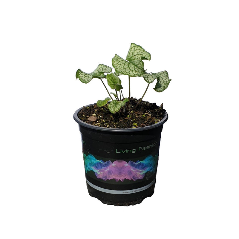 Brunnera Alchemy Pewter - 14CM