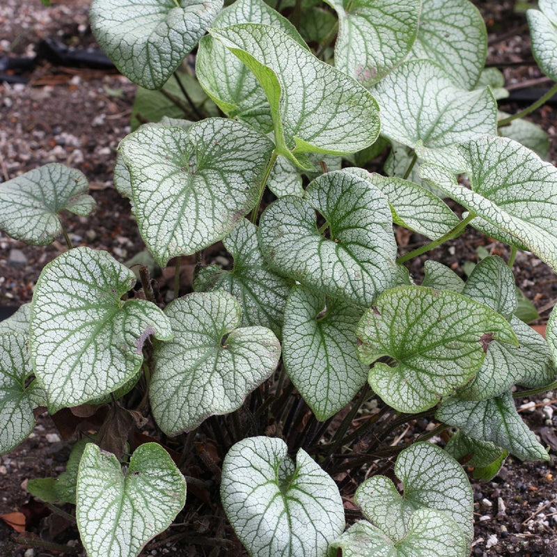 Brunnera Alchemy Pewter - 14CM