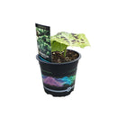 Podophyllum Kaleidoscope - 14CM