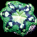 Podophyllum Kaleidoscope - 14CM