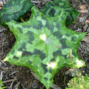 Podophyllum Kaleidoscope - 14CM