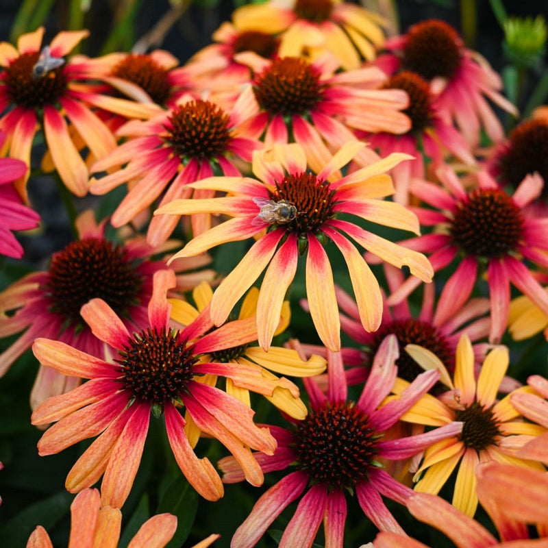 Echinacea Sunseeker Tequila Sunrise - 14CM