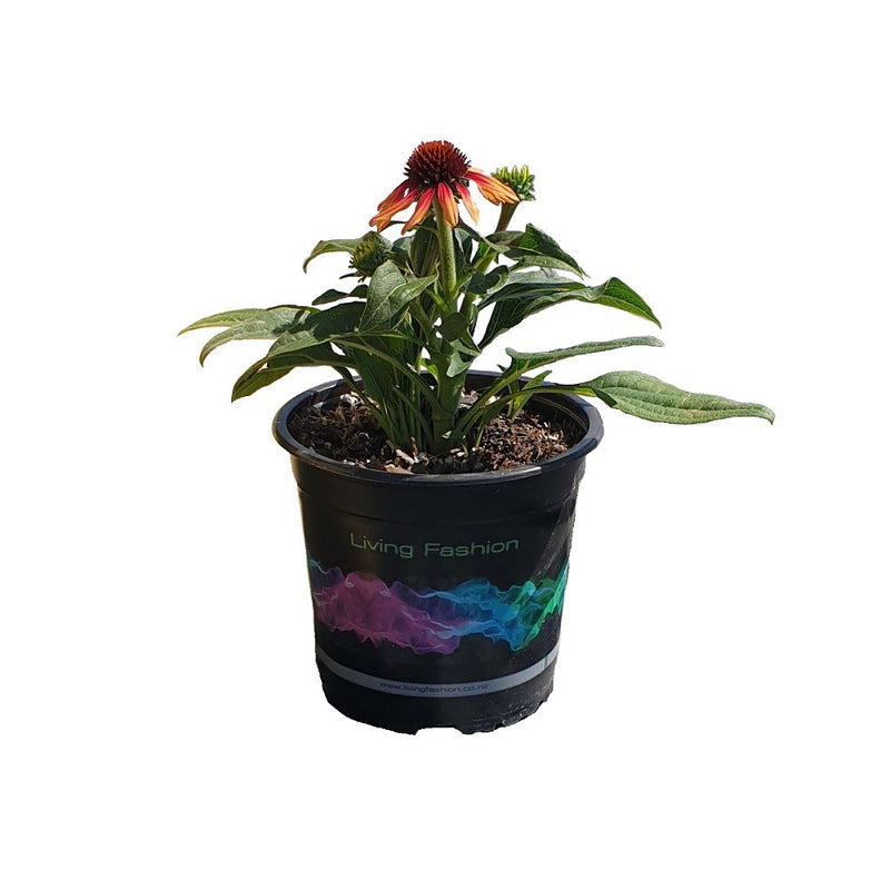 Echinacea Sunseeker Tequila Sunrise - 14CM