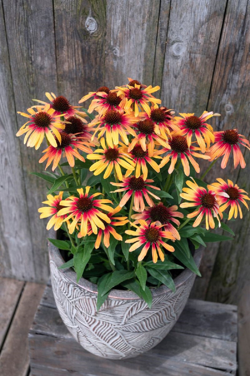 Echinacea Sunseeker Tequila Sunrise - 14CM