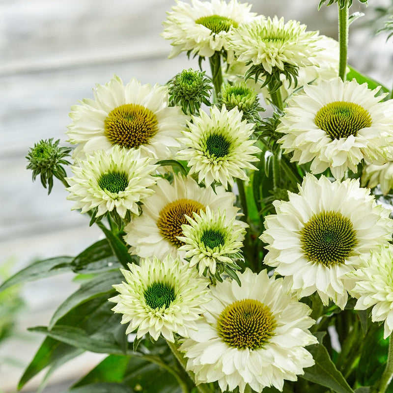 Echinacea Sunseeker White Perfection - 1.5L