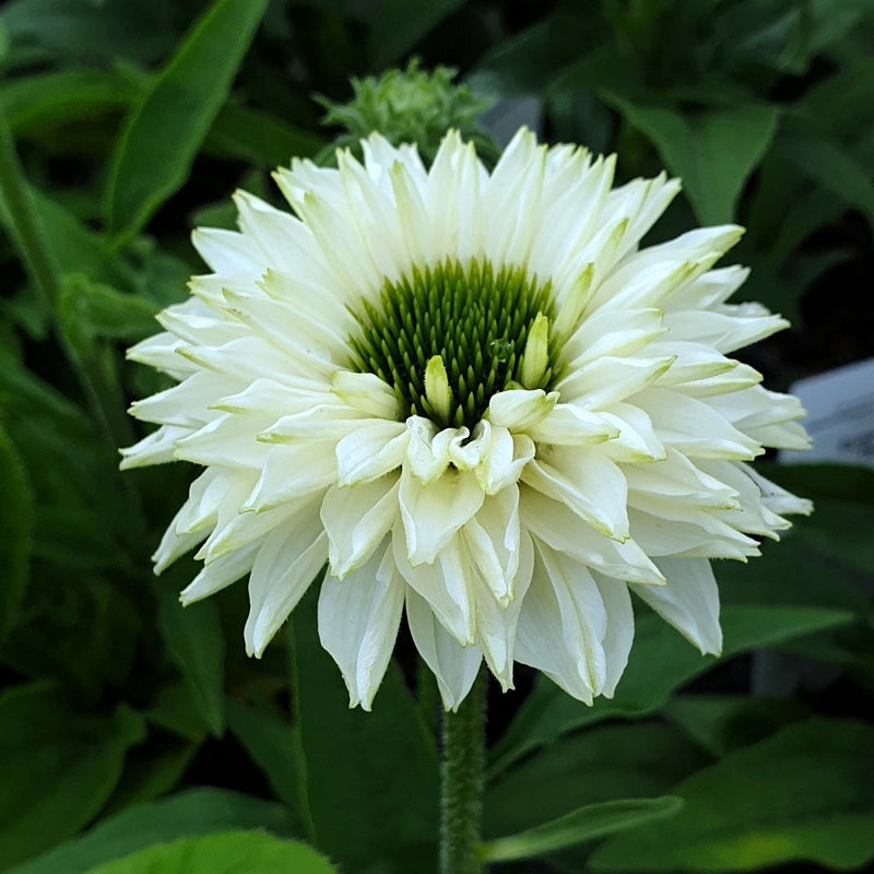 Echinacea Sunseeker White Perfection - 1.5L