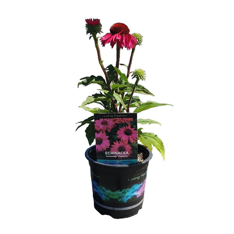 Echinacea Sunseeker Magenta - 1.5L