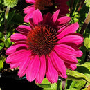 Echinacea Sunseeker Magenta - 1.5L
