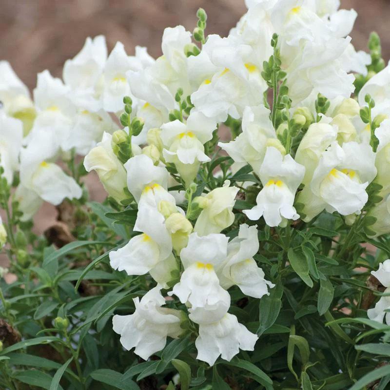 Antirrhinum Dwarf White Flower Punnet