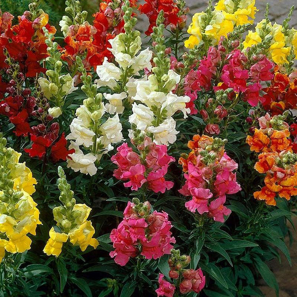 Antirrhinum Madame Butterfly Flower Punnet