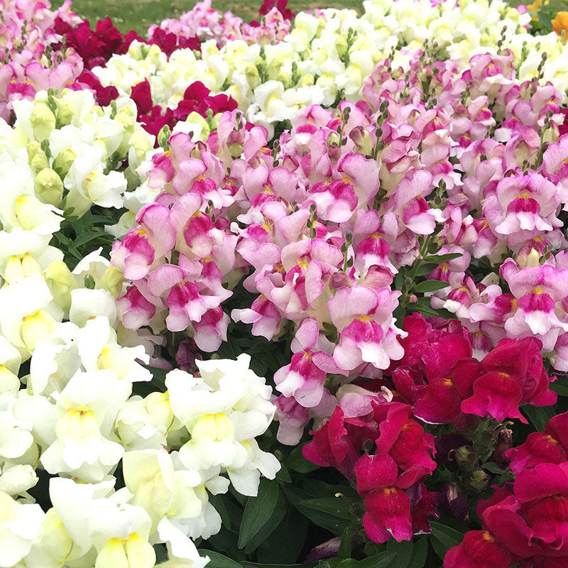 Antirrhinum Merlot Mix Flower Punnet