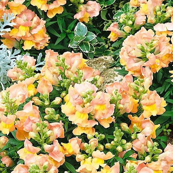 Antirrhinum Peaches And Cream Flower Punnet