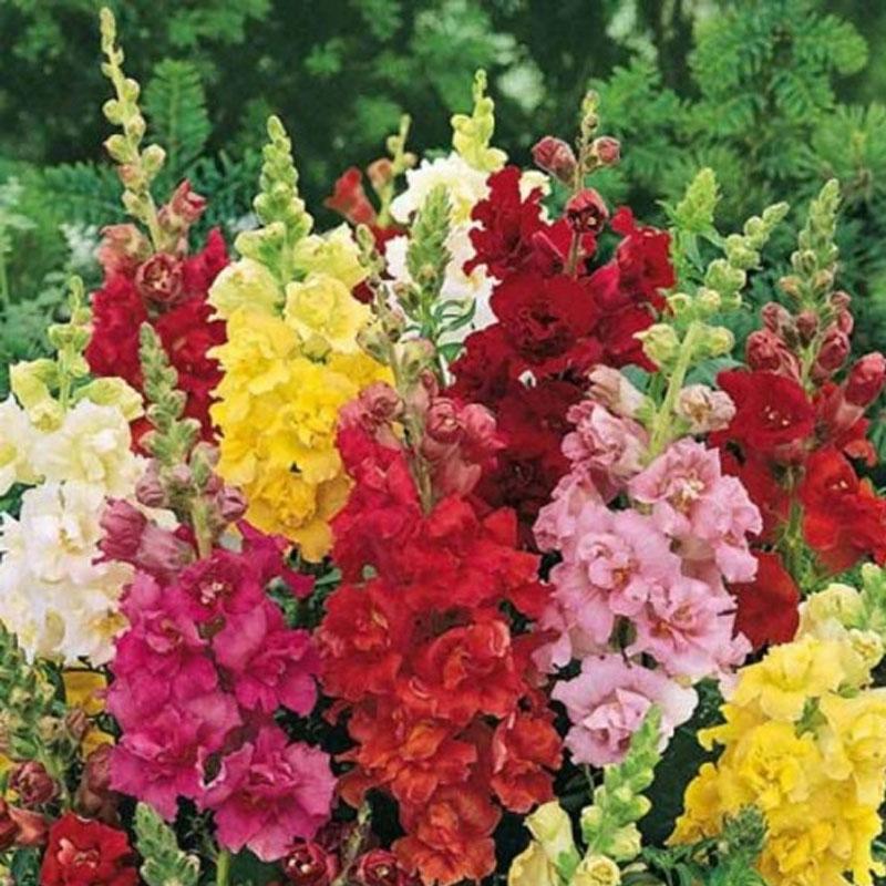 Antirrhinum Tall Mix Flower Punnet