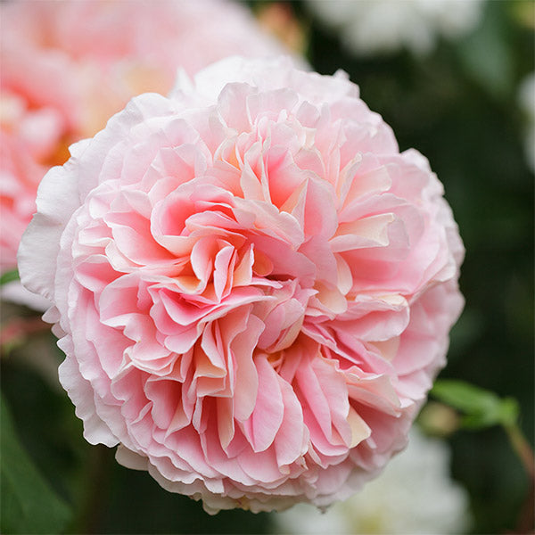 Abraham Darby