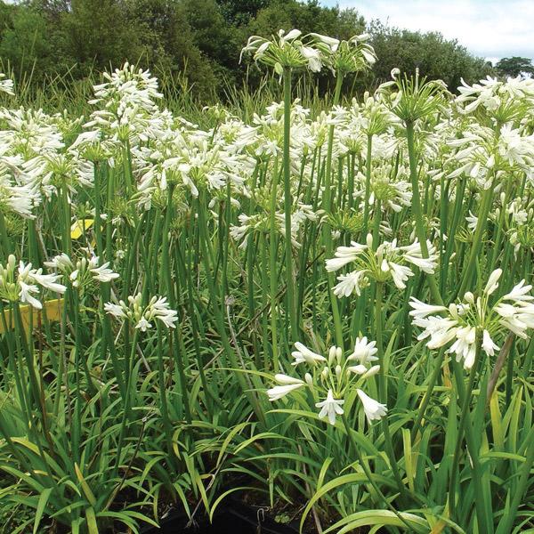 Agapanthus Finn - 1.9L