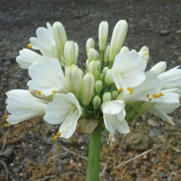 Agapanthus Pavlova - 1.9L