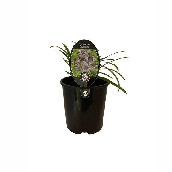 Agapanthus Streamilne - 1.9L