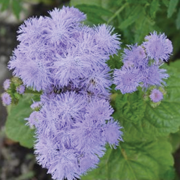 Ageratum Blue Mink