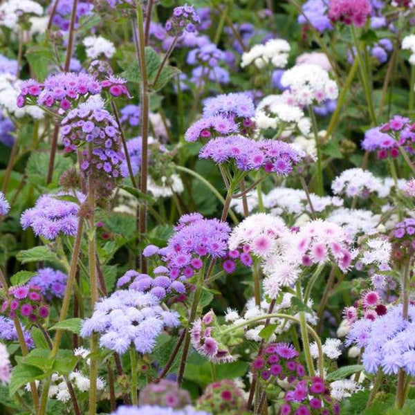 Ageratum Mix Flower Punnet