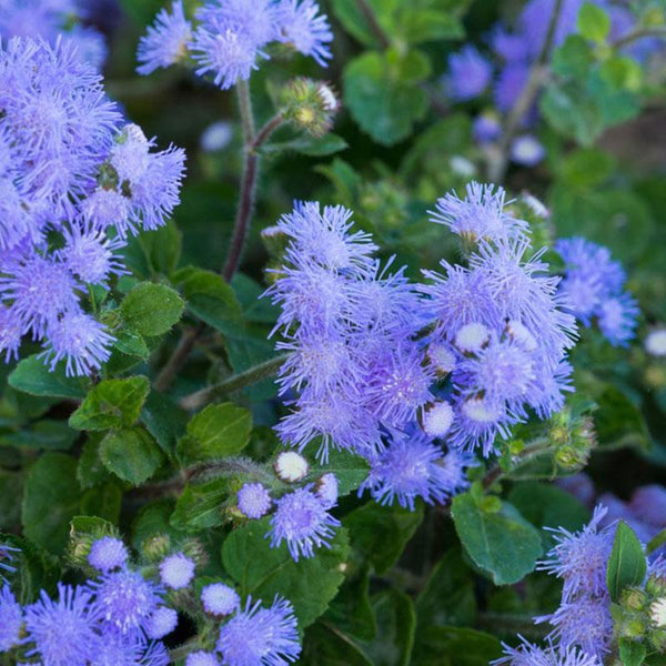 Ageratum Blue Flower Punnet