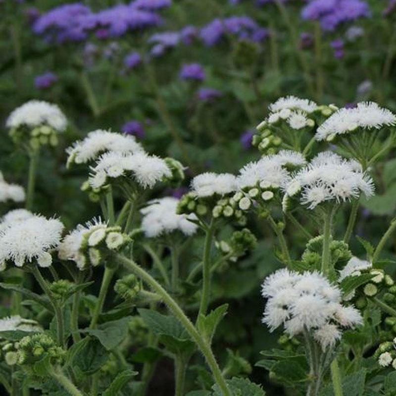 Ageratum White Flower Punnet