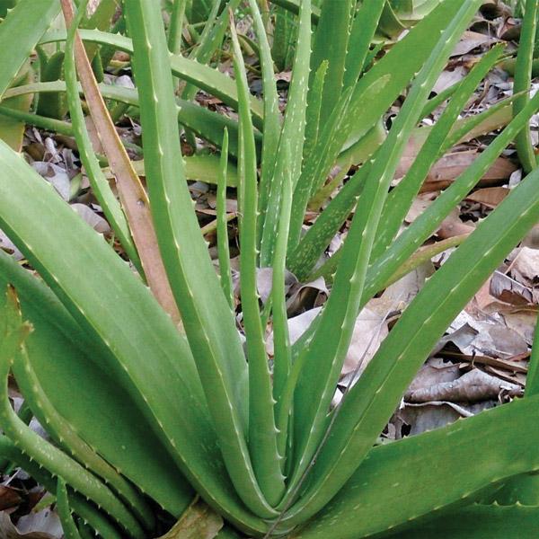 Aloe Vera - 2.4L