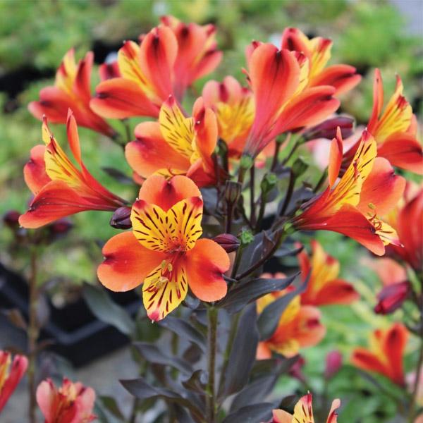 Alstroemeria Indian Summer - 2.5L