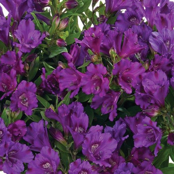 Alstroemeria Inticancha Indigo - 2.5L