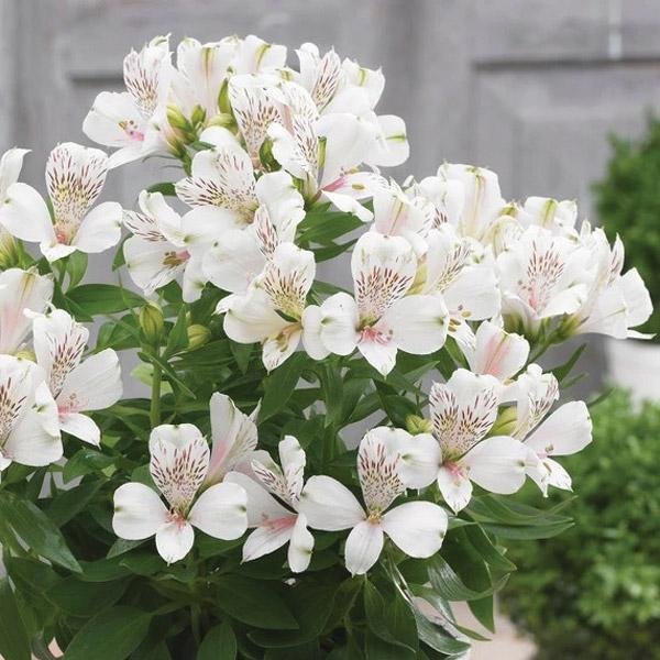 Alstroemeria Inticancha Magic White - 2.5L