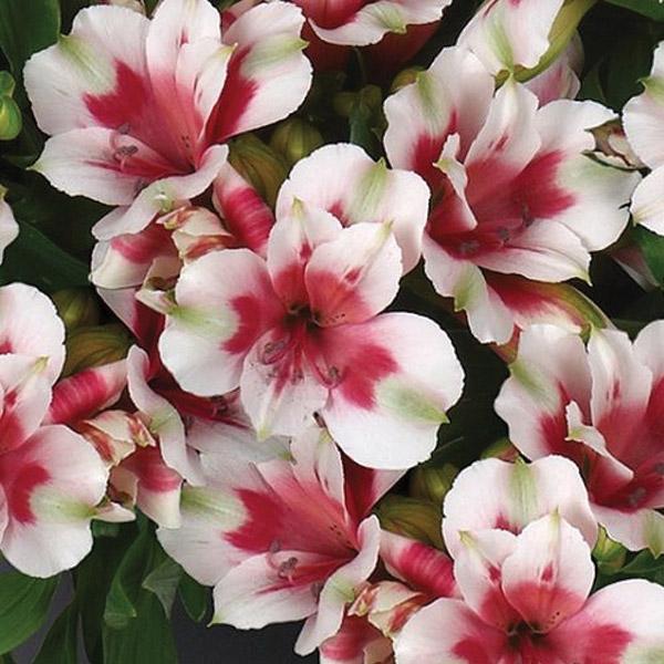 Alstroemeria Inticancha Maya - 2.5L