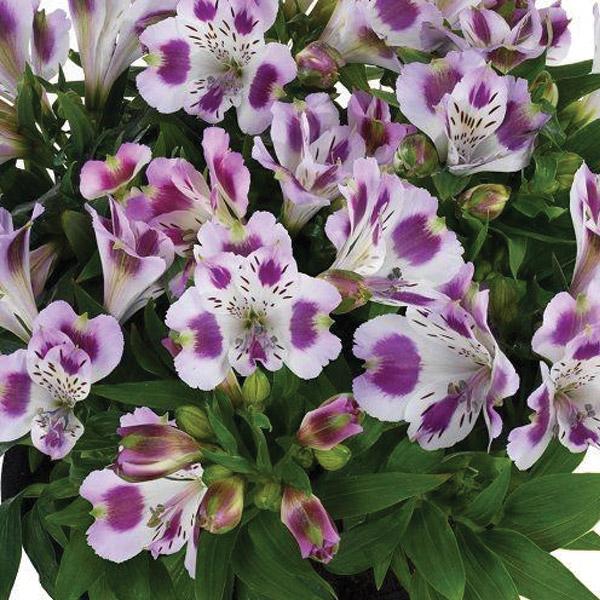 Alstroemeria Inticancha Passion - 2.5L