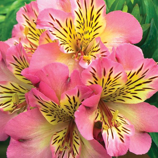 Alstroemeria Inticancha Sunshine - 2.5L