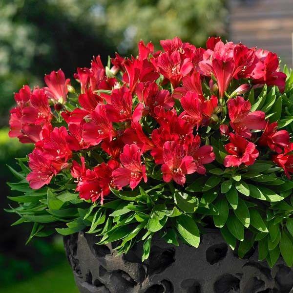 Alstroemeria Inticancha Valentino - 2.5L