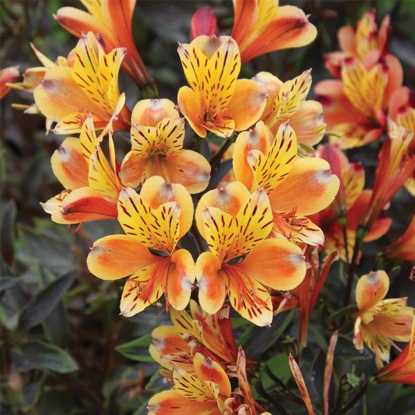 Alstroemeria Summer Breeze - 2L