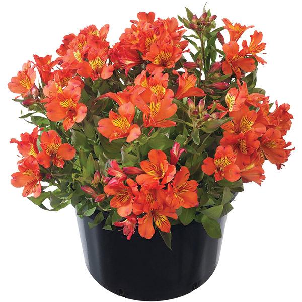 Alstroemeria Summer Holiday - 2.5L