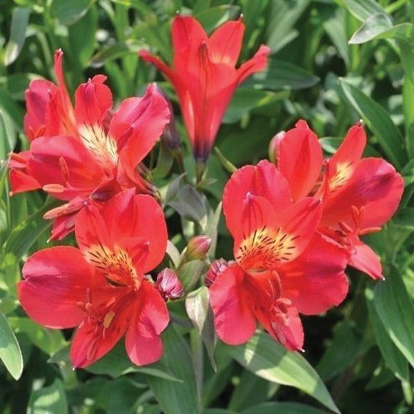 Alstroemeria Summer Red - 2.5L