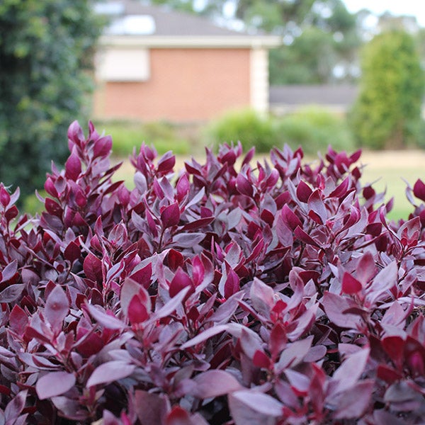 Alternanthera Little Ruby - 2.4L