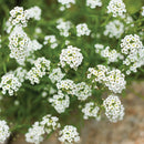 Alyssum Carpet Of Snow