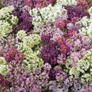 Alyssum Magic Circles