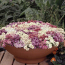 Alyssum Aphrodite Seed