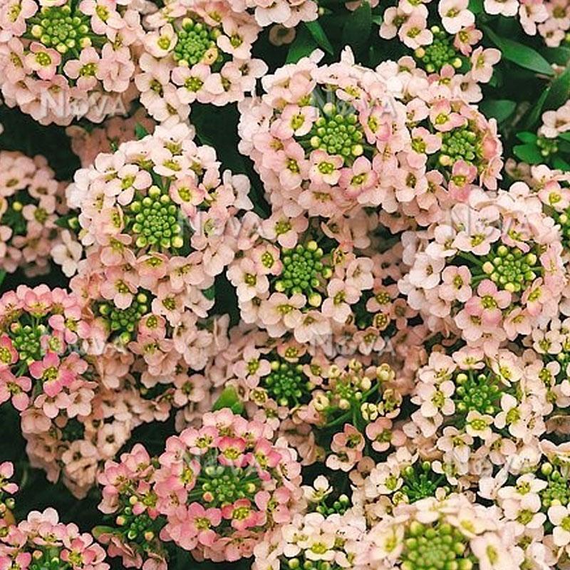 Alyssum Apricot Flower Punnet