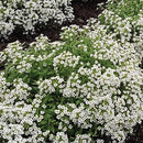 Alyssum Carpet of Snow Seed