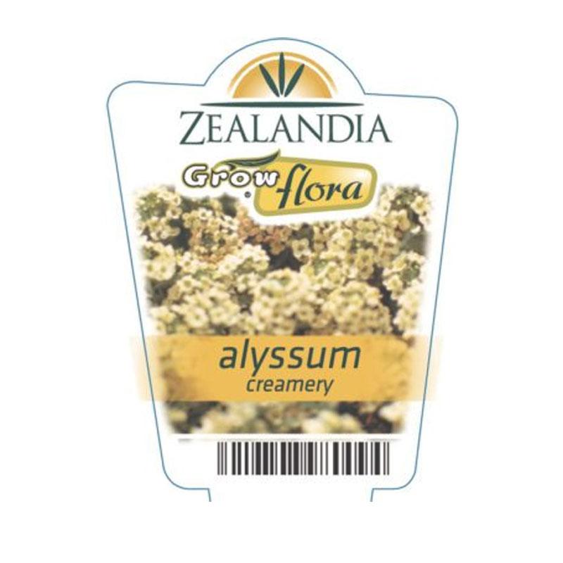 Alyssum Creamery Flower Punnet