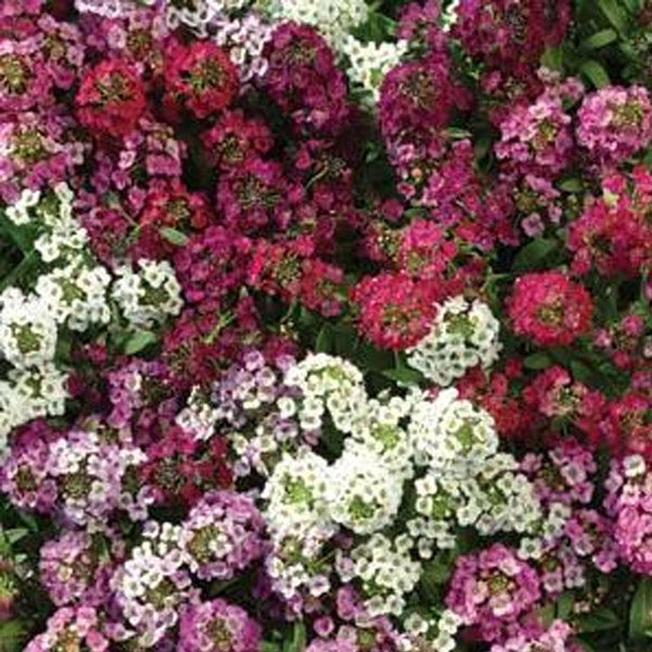 Alyssum Mix Flower Punnet