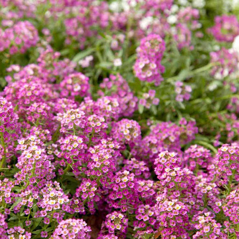 Alyssum Pink Flower Punnet