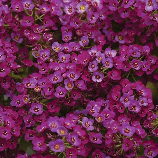 Alyssum Purple Flower Punnet