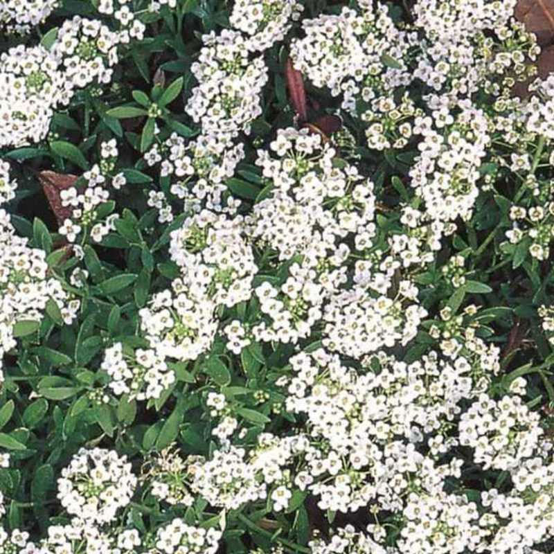 Alyssum White Flower Punnet